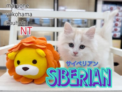 【 サイベリアン 】優しい色合いの癒し系男の子が横浜港北NT店へ仲間入り！