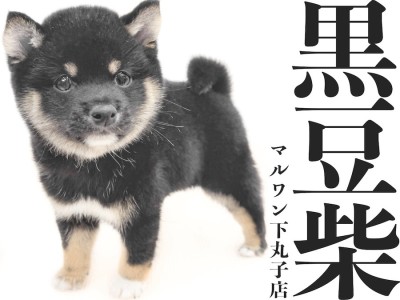 【 豆柴 】人気の黒毛カラー！小さな体に詰まった魅力満載の男の子が大田区にキタ！