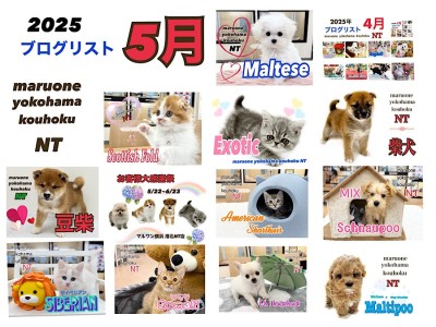 【 ブログリスト 】マルワン港北NT店5月のブログ記事まとめ