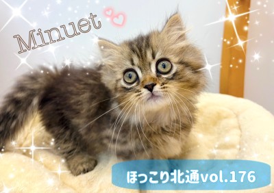 【 ほっこり北通vol.176 】すりごろ丸出し！短足ミヌエットちゃん爆誕！