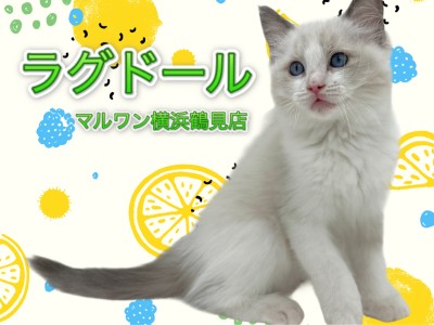 【 ラグドール 】美形にゃんこ！人懐こさ抜群の男の子！