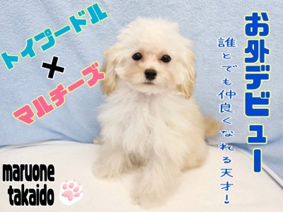 【 プーマル 】社会性抜群！穏やかな性格！誰とでも仲良しミックス犬！