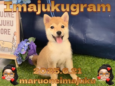 【 イマジュクグラム 】もうすぐ生後5ヶ月！初心者さま必見の温厚豆柴ちゃま！