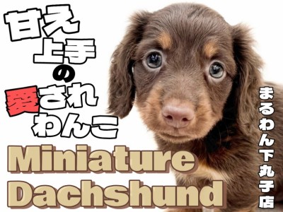 【 ダックスフント 】チョコタンカラーの短足ワンコ！甘えん坊な性格は愛嬌の塊！