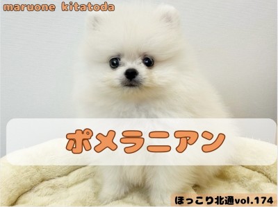 【 ほっこり北通vol.174 】THEたぬき顔！ムチッとボディがたまらない！