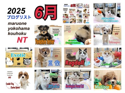 【 ブログリスト 】マルワン横浜 港北NT店6月のブログ記事まとめ