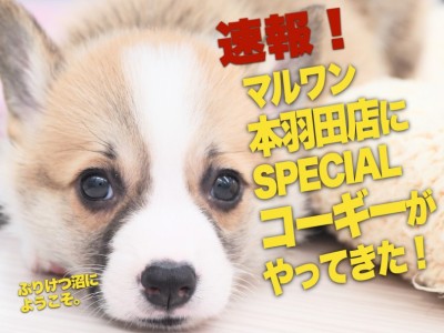 【 コーギー速報！ 】マルワン本羽田店にスペシャルな子犬ちゃんがやってきました！