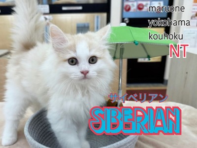 【 サイベリアン 】サイベリアンくんBlog第2弾、成長記録！