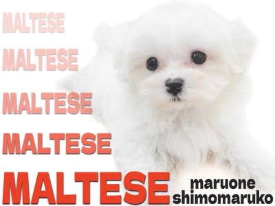 【 マルチーズ 】マズル短めのドワーフ体型が特徴的な純白の子犬が大田区に登場！