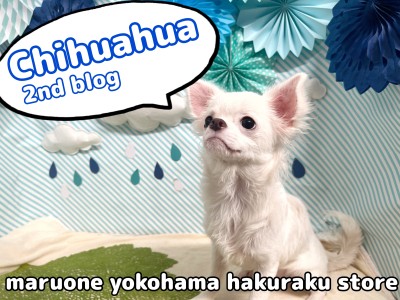 【 チワワ 】甘え上手は健在！好奇心旺盛BOY
