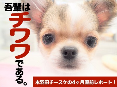 【 チワワ 】生後4ヶ月直前レポート！〜吾輩はチワワである。〜