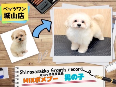【 MIX 】 ポメプーの城山っ子成長報告！2025年6月2日