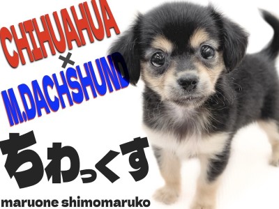 【 チワックス 】チワワとダックスの愛らしさをギュッと兼ね揃えたアイドル系MIX