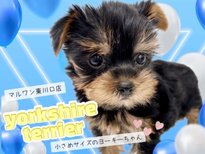 【 ヨークシャーテリア 】小さな体に可愛さと飼いやすさを詰めたヨーキーちゃん！