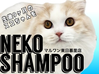 【 猫シャンプー 】生後9ヵ月の長毛スコちゃんを猫美容のプロがビフォーアフター！