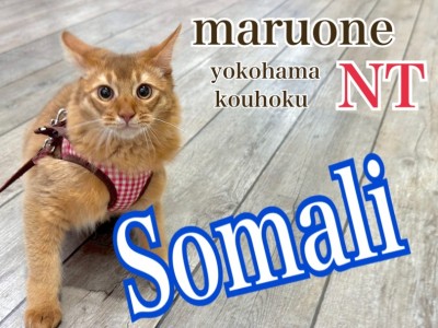 【 ソマリ 】愛情たっぷり育てた美麗猫ソマリの成長記録、飼いやすさもご紹介！