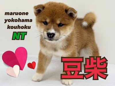 【 豆柴 】凛々しさと可愛さを兼ね備えた和犬代表！豆柴の男の子