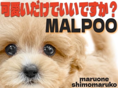 【 マルプー 】ドワーフ体型とぬいぐるみの様なルックスの持ち主は初心者にもお勧め