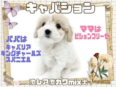【 キャバション 】キャバリア×ビション！抜群の可愛さはまさに縫いぐるみ！