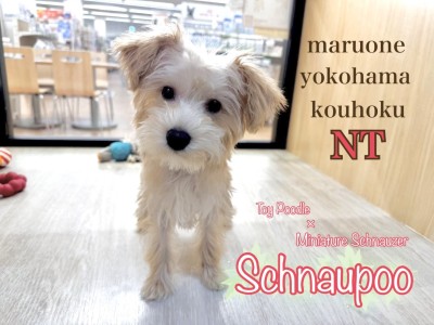【シュナプー（MIX犬）】生後108日の成長記録と梅雨時期の熱中症対策