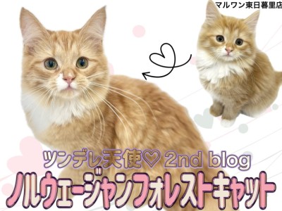 【 ノルウェージャンフォレストキャット 】猫好きさん必見！ツンデレ美猫ノルちゃん