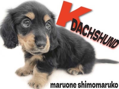 【 カニンヘンダックス 】アクティブな小型犬をお探しの方！小さな元気娘が大田区に
