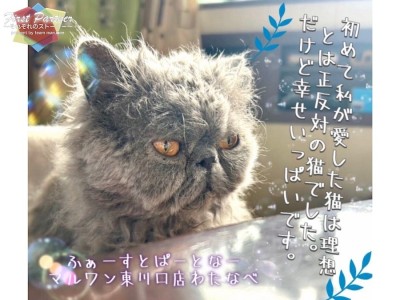 【 ファーストパートナー 】マルワン東川口店スタッフ渡邉の愛猫物語！
