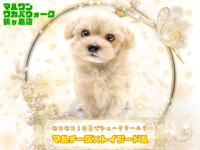 【 MIX 】大人気すぎる！マルプーちゃんをご紹介しちゃいます！