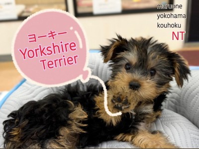 【 ヨークシャーテリア 】生後3ヶ月、動く宝石ヨーキーちゃんの2ndブログ