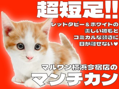 【 マンチカン 】超短足の癒し系男子！究極の甘えん坊ニャンコがやってきた！