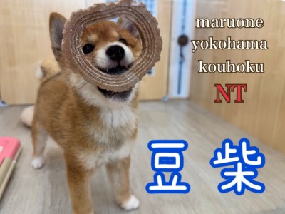 【 豆柴 】豆柴君の生後3ヶ月の成長記録とトイレトレーニングのコツをご紹介！