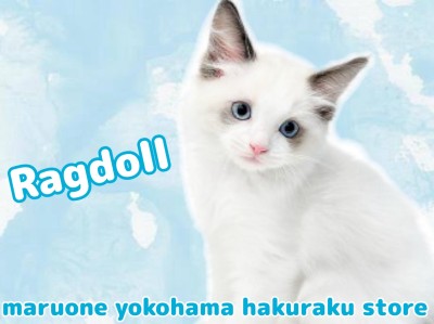 【 ラグドール 】元気ハツラツ！シールポイント男の子登場！