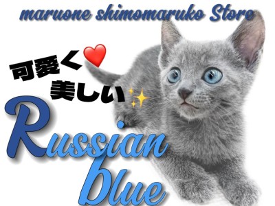 【 ロシアンブルー 】究極の美しさと可愛さと甘えん坊さを持ち合わせたプリンセス