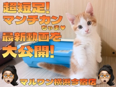 【 マンチカン 】イケメンにゃんこの超短足！きのきの厳選ギャラリー集をお届け！
