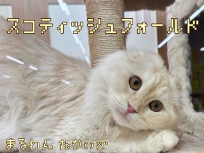 【 スコティッシュフォールド 】スキンシップが大好きすぎる甘えん坊な女の子！