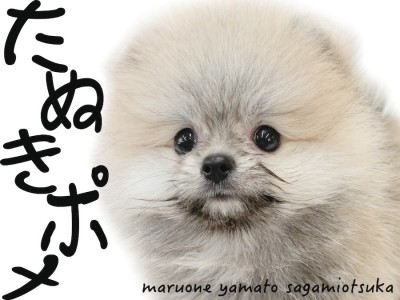 【 ポメラニアン 】クリームセーブルの愛されフェイスのたぬきポメが大和市にキタ！