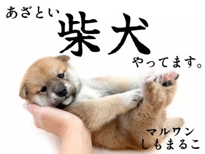 【 柴犬 】風格とあざとさのバランスが魅力。日本犬代表！赤柴の男の子が大田区に！