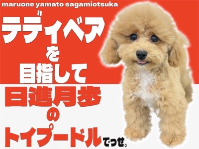 【 トイプードル 】生後4か月！ナチュラルテイルのトイプーの2ndブログ！