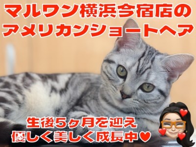【 アメリカンショートヘア 】シルバータビーが美しい生後5ヶ月のおっとり美少女！
