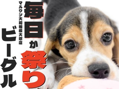 【 ビーグル 】マニフェストは全力で楽しむこと！毎日が祭りの生活をお届けします！