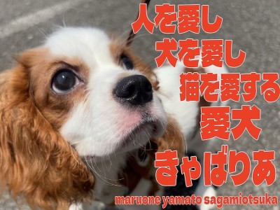 【 キャバリア 】ワクチン完了！成長真っ盛りのキャバちゃん、いざお外デビューへ！