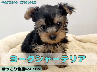 【 ほっこり北通vol.185 】埼玉エリアに極小サイズの手乗りヨーキー入店！