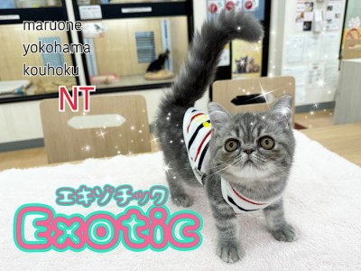 【 エキゾチック 】ブチャかわ感満載！生後4ヶ月エキゾチックくんの3rdブログ