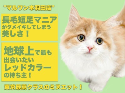 【 ミヌエット 】オンリーにゃん感満載！夫婦で楽しもう短足美女生活！