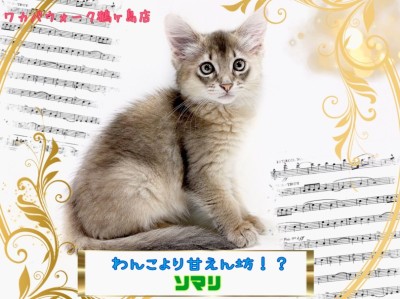 【 ソマリ 】まるでワンちゃんのような性格で人気のソマリ