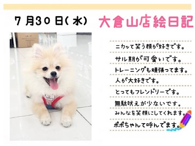 【 ポメラニアン 】笑顔が素敵！ポテンシャル高きチャオリア血統のお嬢様！