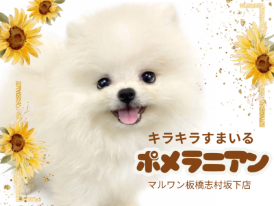 【 ポメラニアン 】圧倒的なポメスマイルで皆にご挨拶！ポメちゃんが志村坂下に登場