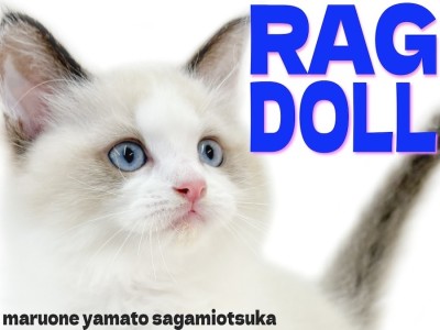 【 ラグドール 】穏やかな瞳で寄り添い幸せを与える柔和な癒し系の猫が大和市に！