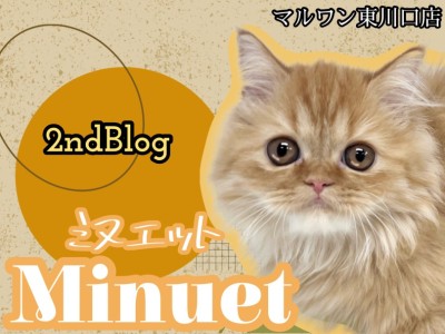 【 ミヌエット 】ゆっくり成長中のミヌちゃんに密着！幼さ残る童顔フェイス