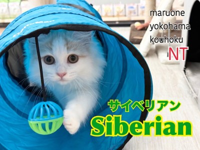 【 サイベリアン 】トレーニング成長記録第3弾！横浜港北NT店から最新レポート